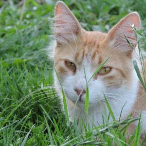 giancats 555
